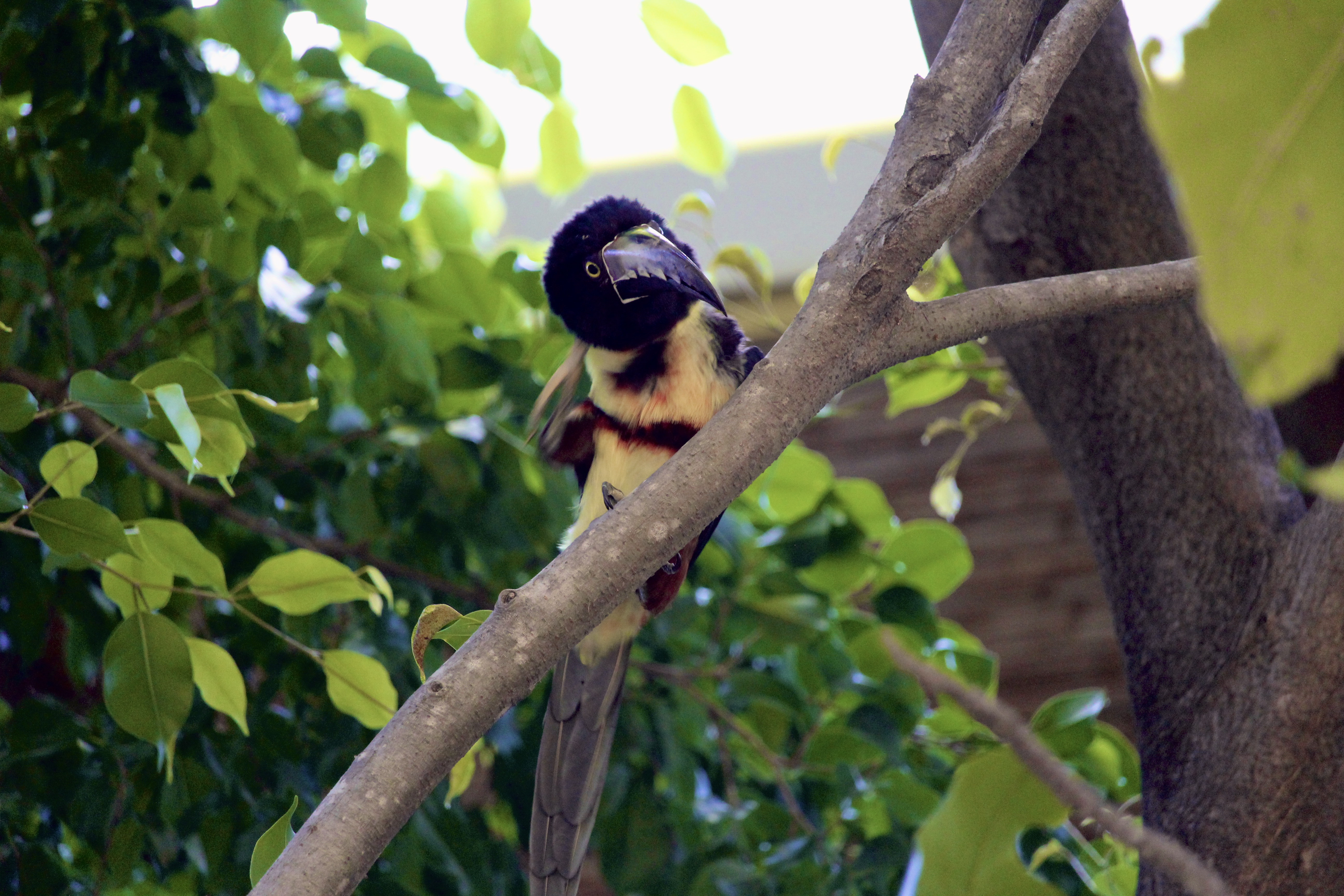Toucan