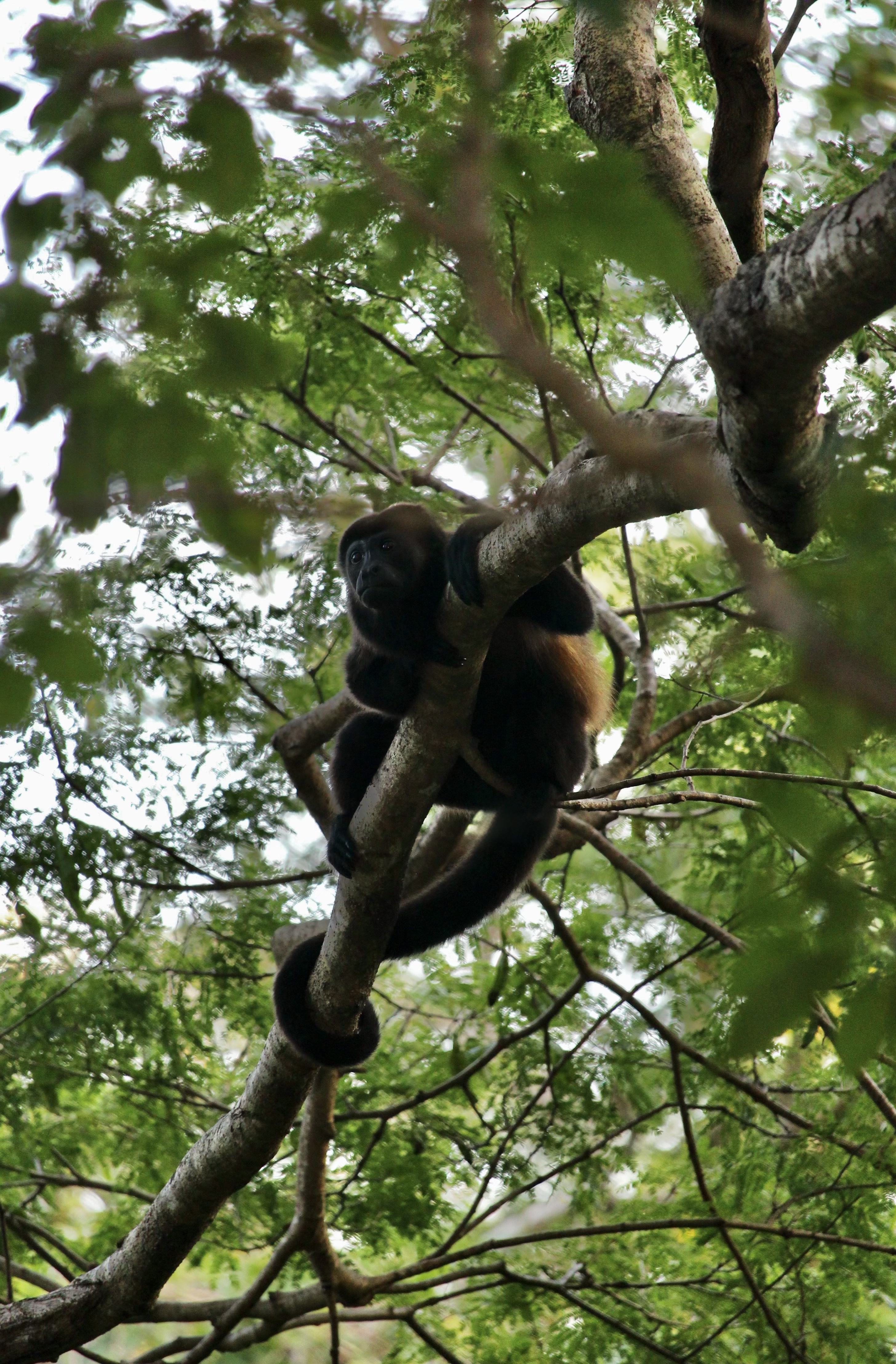 Howler Monkey