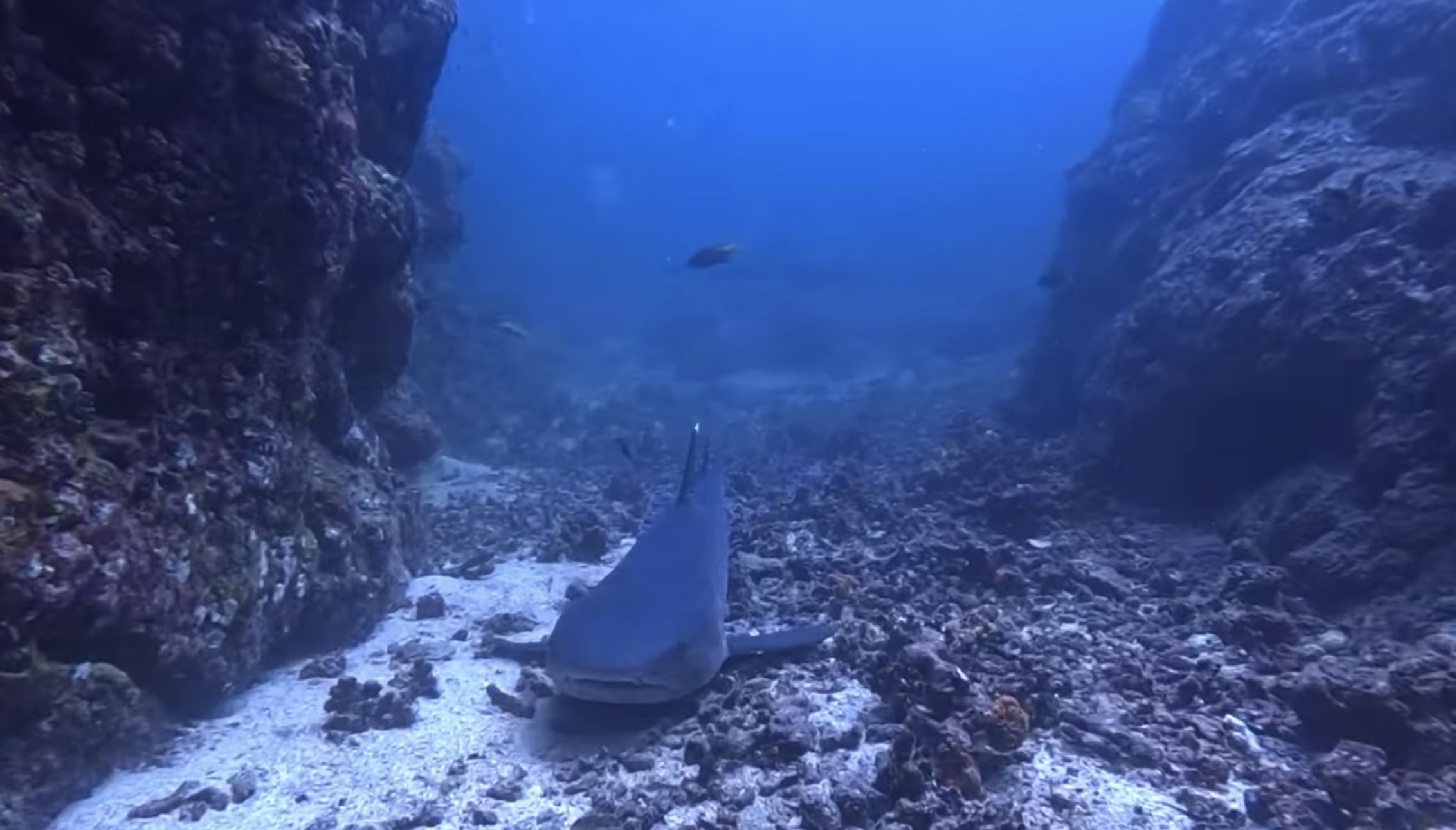 Whitetip Reef Shark
